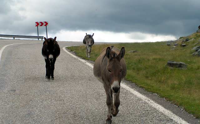 2005 08 25 54 in Transfagaraşan (Transfagaraş)